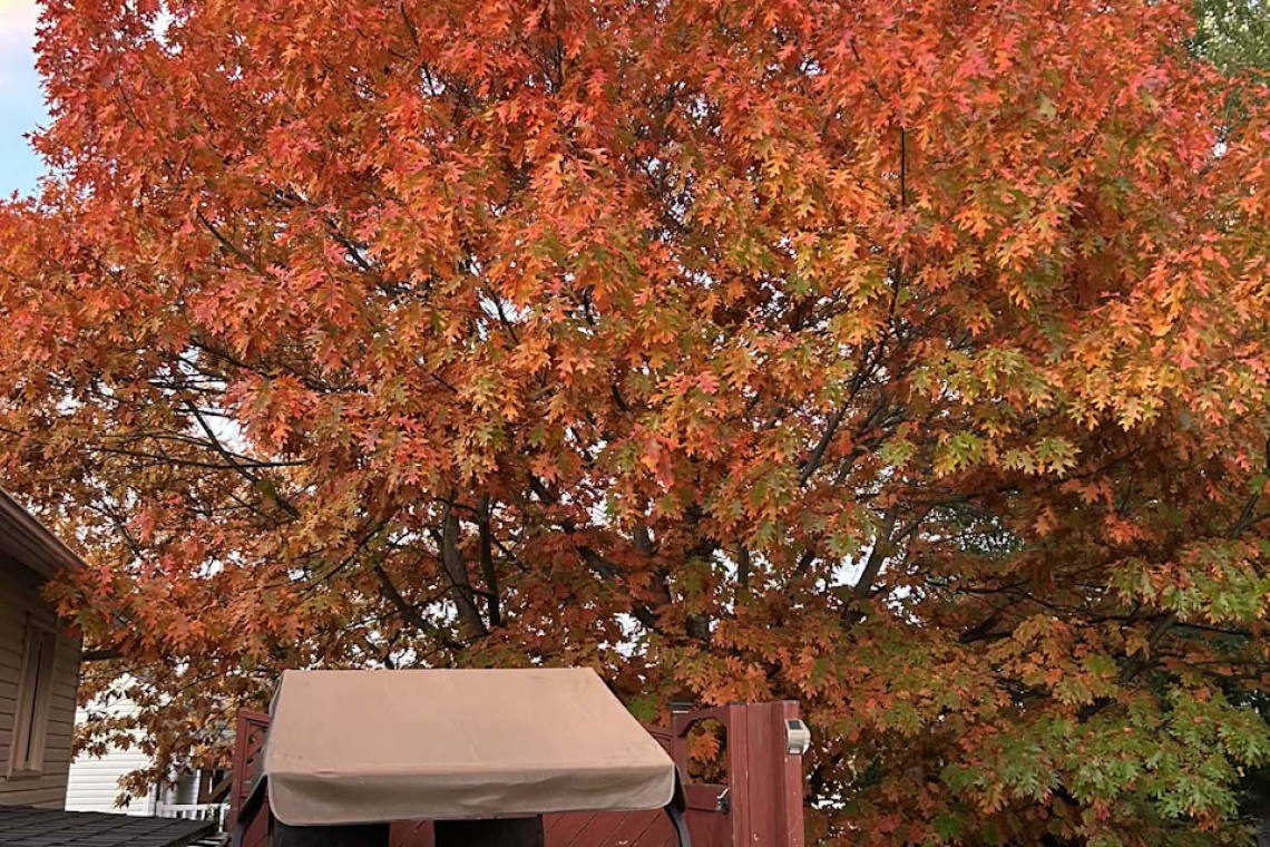 Edmundston, (N.-B.) E3V 3W9, ,Résidentiel,À vendre,1521